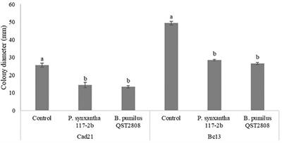 Pseudomonas synxantha volatile organic compounds: efficacy against Cadophora luteo-olivacea and Botrytis cinerea of kiwifruit